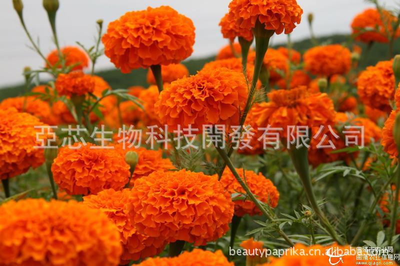 亚芯乳酸菌万寿菊青贮剂 乳酸菌发酵剂 乳酸菌青贮万寿菊 乳酸菌