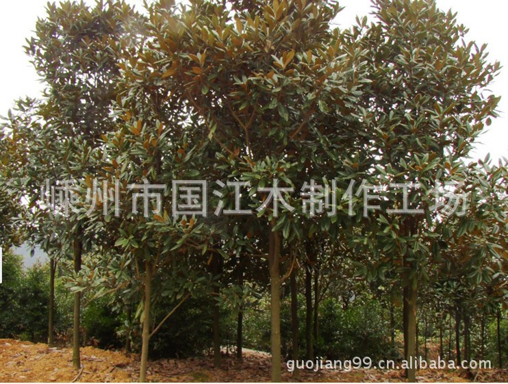 苗朩基地 供应  桂花  红叶石楠  白玉兰  广玉兰 出售成活率高