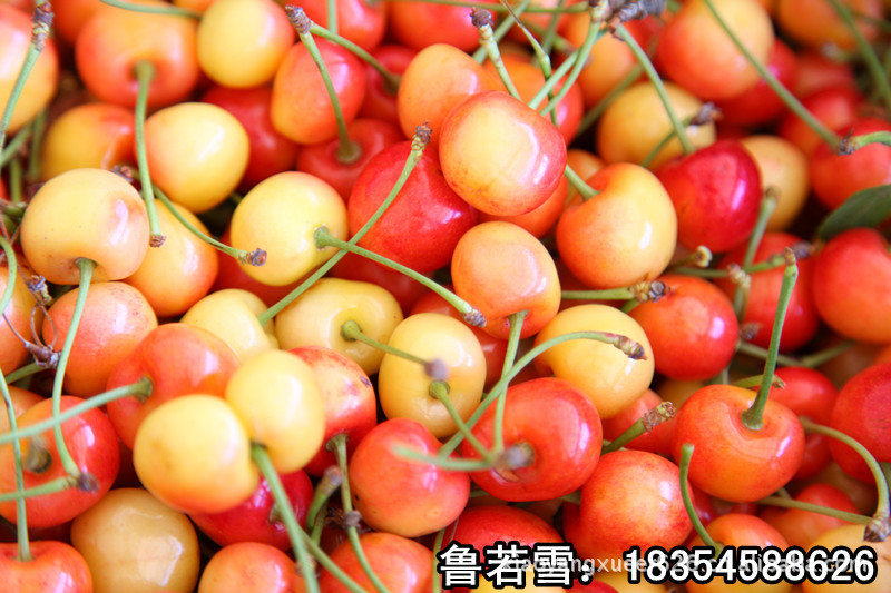 批发 团购 烟台基地直发大樱桃  量大优惠大 顺风快运 航空直达