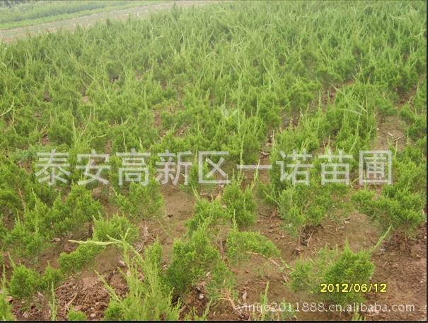 供应优质花灌木苗木 北方常用绿叶花灌木红叶花灌木  山东花灌木