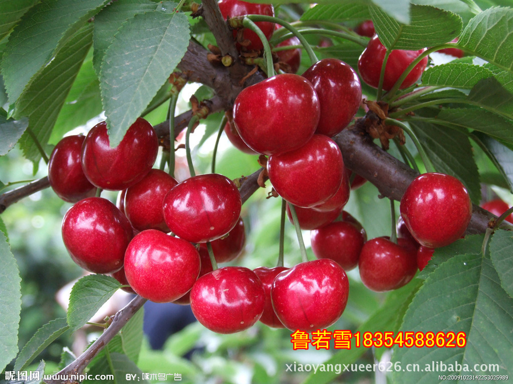 开业大促销  基地  新鲜大樱桃  顺风快运  航空直达