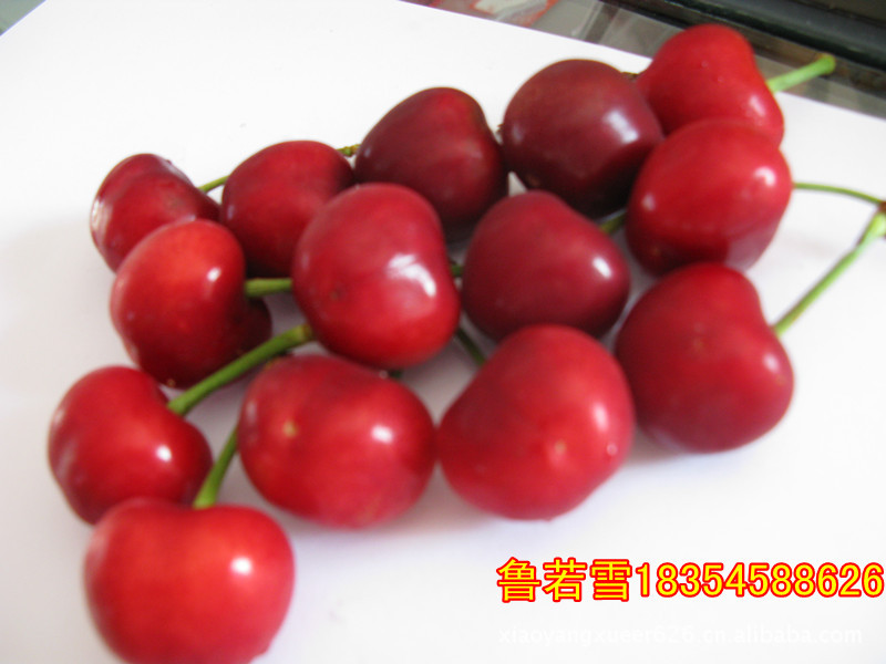 开业大促，批发直销  新鲜绿色基地大樱桃，顺风快运，航空直发