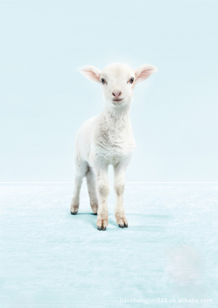 求购土山羊/土山羊养殖/土山羊养殖场/土山羊苗/土山羊种/