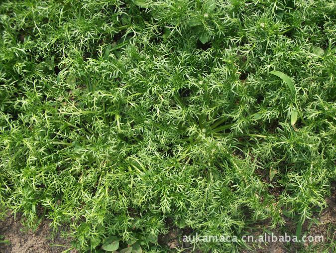 2012年新产 玛卡种子 秘鲁国宝 玛咖种子 丽江产 新资源 玛咖批发