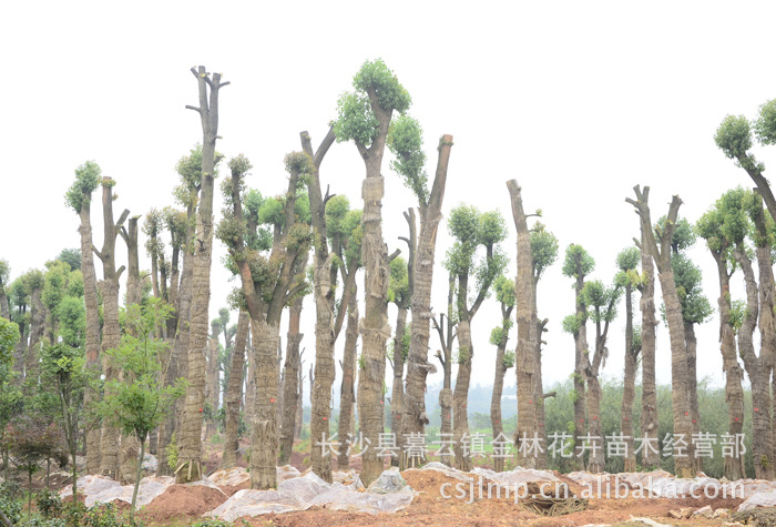 金林花卉苗木经营部 经销批发 大量优质【香樟树】