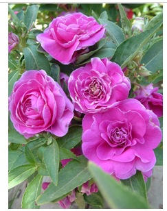 花籽花种 茶花凤仙（混色）种子4元1克（约100粒）