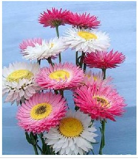 花卉种子 麦秆菊 混色重瓣 2元1克（约1200粒）