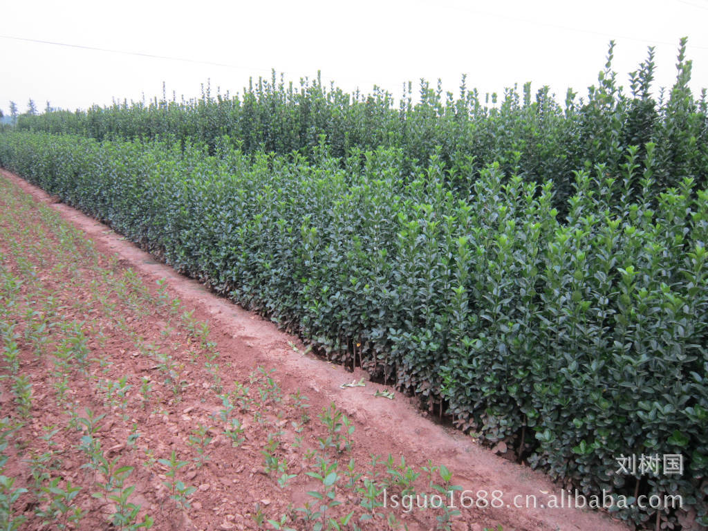 直供青州花卉苗木，小乔木，北海道黄杨成品苗，小苗