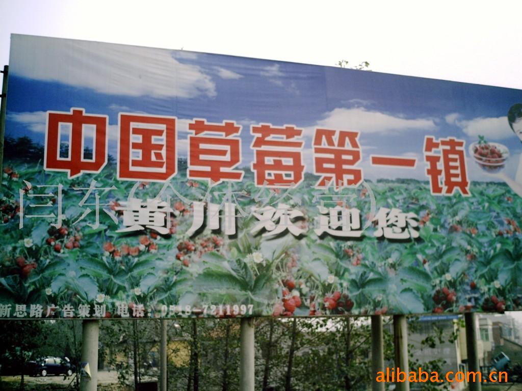 供应新鲜草莓果品、草莓、草莓苗木。