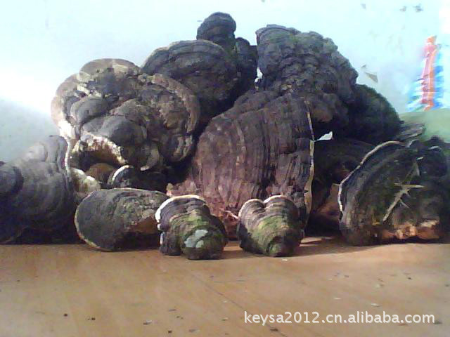 【木灵芝批发】木灵芝｜树舌灵芝｜收购灵芝批发（2公斤以下者)