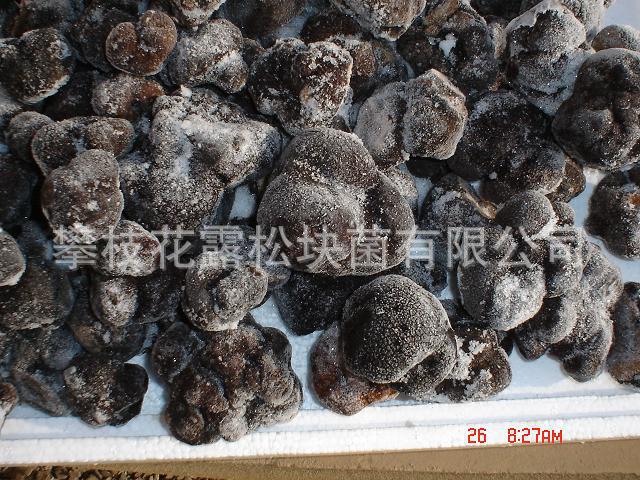 产自块菌之乡的块菌——特级冻块菌