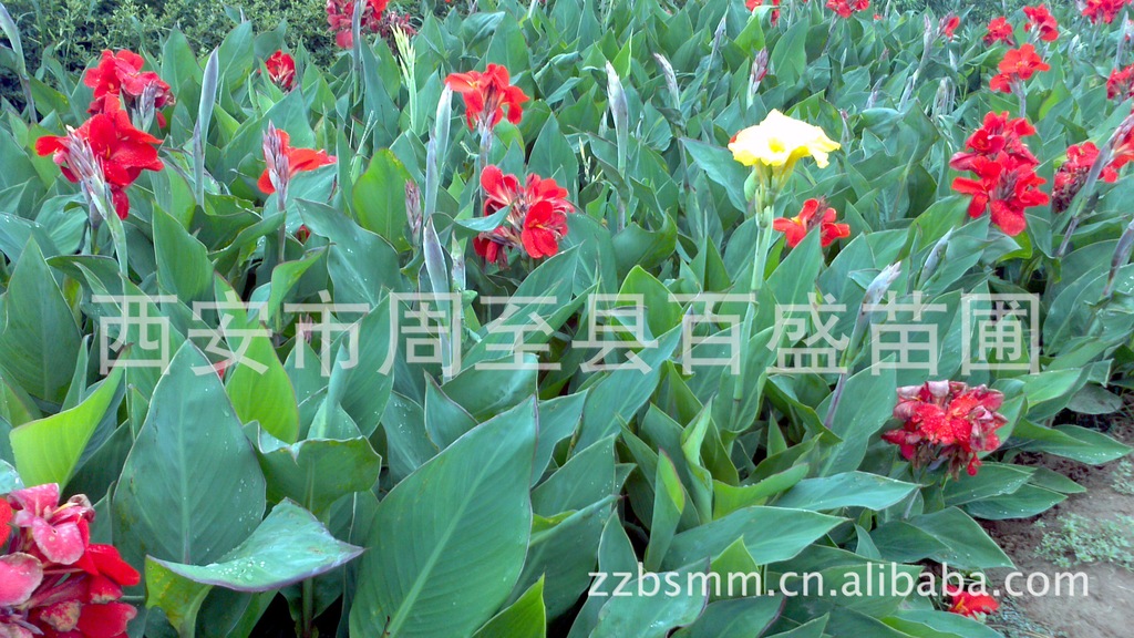 营养钵美人蕉，美人蕉专供苗木花卉绿化苗木