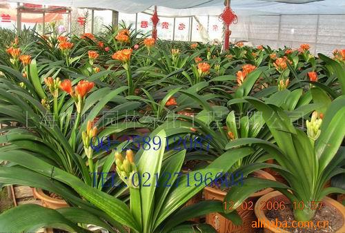 供应花卉.绿化苗木.绿化工程.花卉