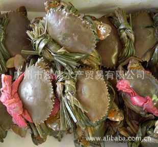 批发 鲜活水产青膏蟹 蟹膏甘香鲜美 诱惑力十足 30元/斤