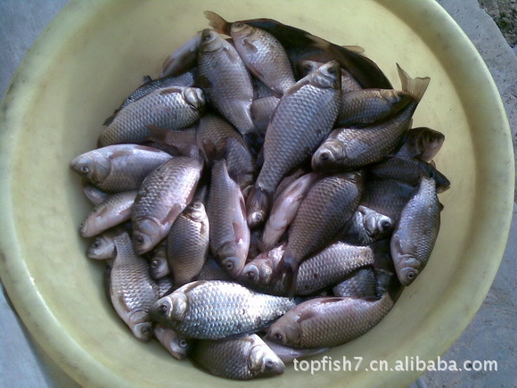 鲤鱼苗供应