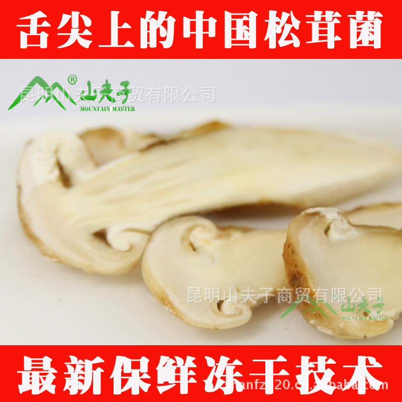 【FD冻干松茸野生菌】特级松茸菌|冻干松茸|野生食用菌【批发】