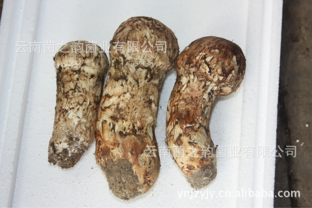 速冻松茸 5-7级  大量批发 零售 支持混批 同城送货上门