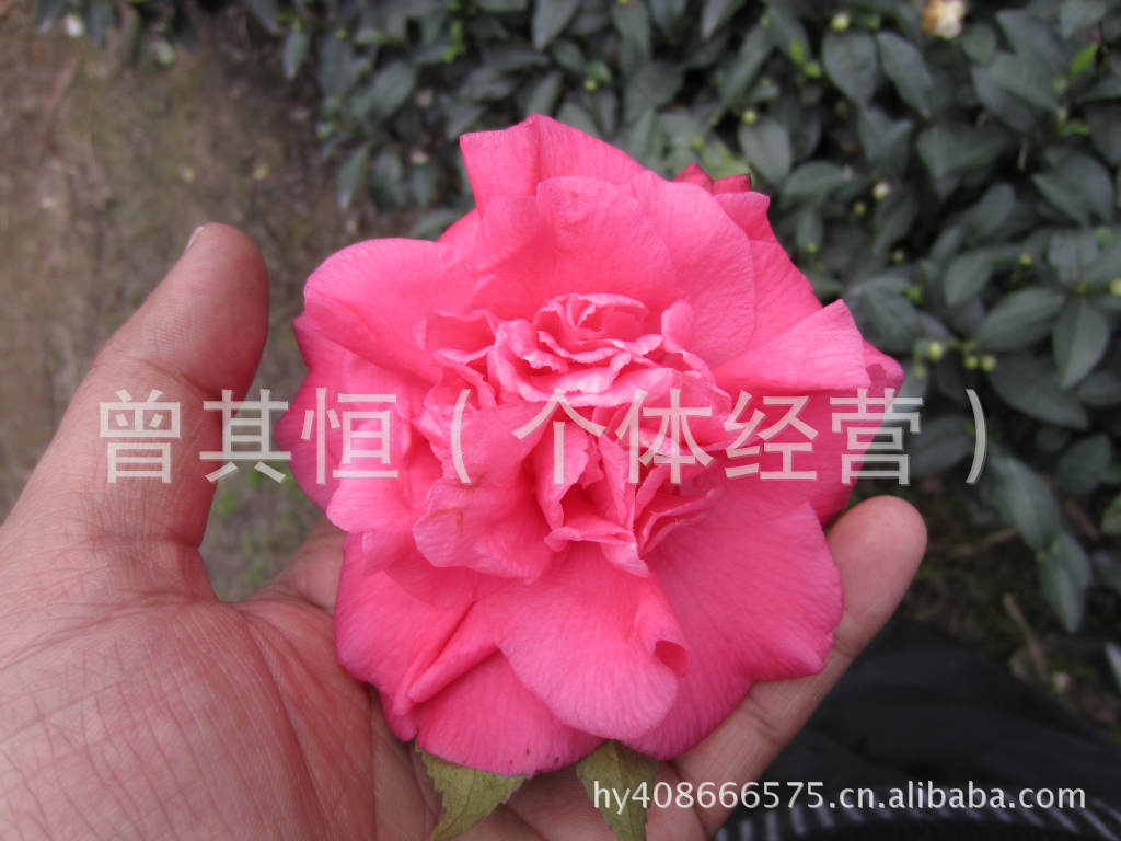 大量供应- 优质茶花-花木-苗木