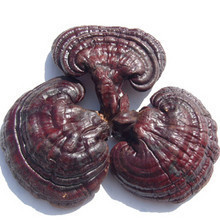 安国中药材中草药中药饮片植物原药材批发 灵芝