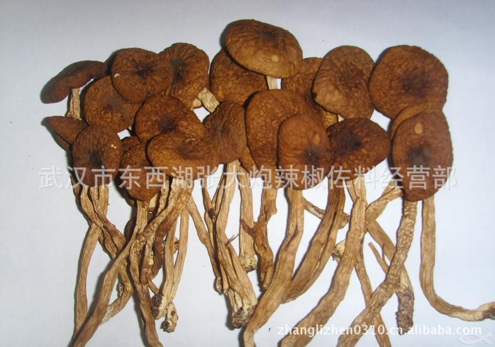 【最新推荐】专业供应极品肉香口感美味滋补茶树菇  特价抢购