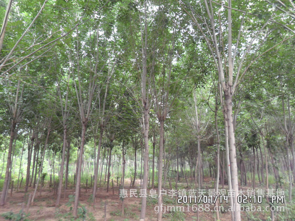 绿化苗木  法桐   白蜡