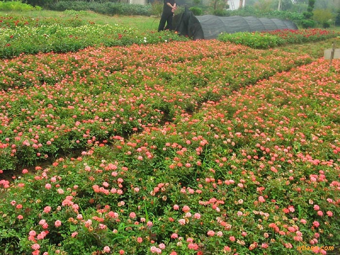 批发供应丰花月季，花色丰富，花期长，耐寒性较强