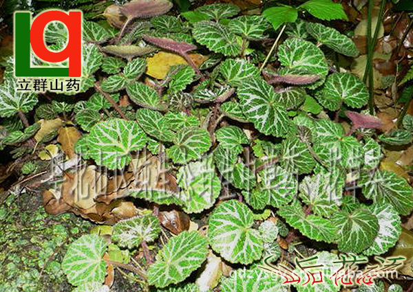 供应纯生态野生中草药、中药材，优质野生虎耳草