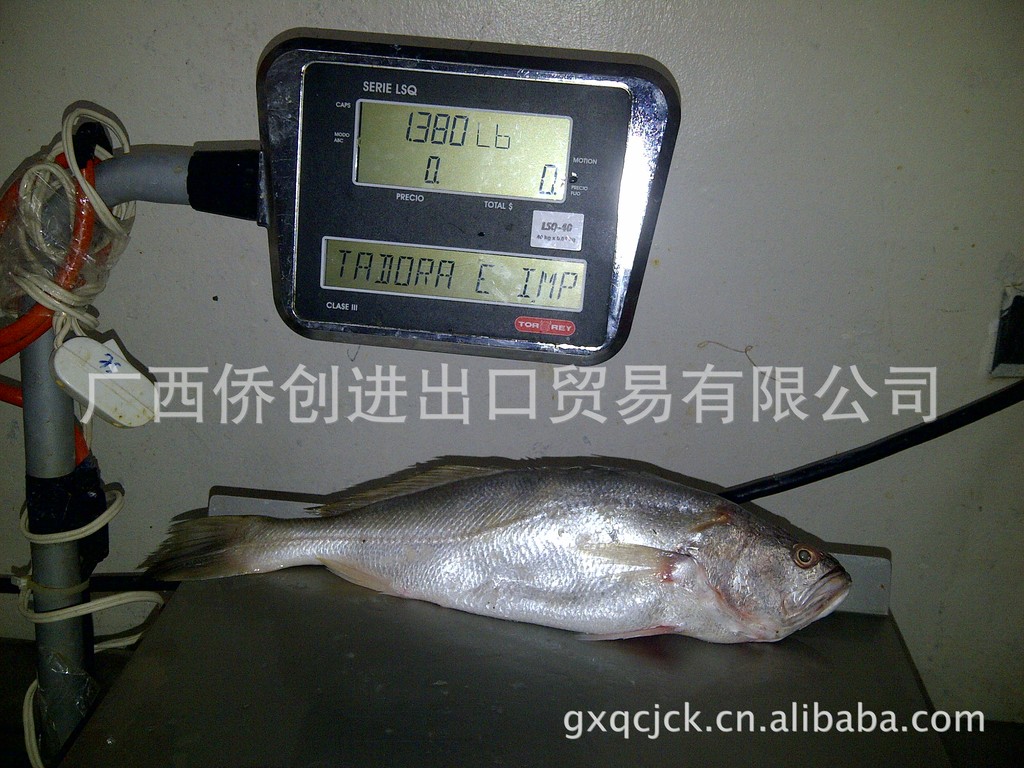 供应进口水产海鲜/进口野生冷冻鱼-黄花鱼/黄鱼