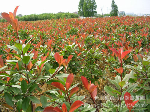 【湖南长沙苗圃直销】绿化苗木灌木、小乔木 高杆红叶石楠 球型