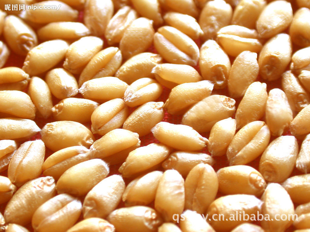 小麦供应 粮食 河南 优质 小麦 有机小麦 小麦批发