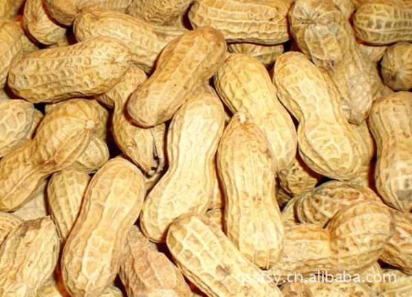河南花生  粒饱个大  品质卓越