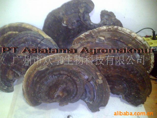 供应海南野生灵芝-薄盖灵芝