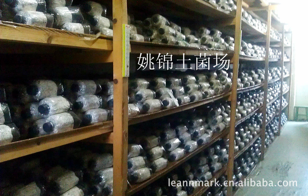 长期供应高产竹荪菌种--来自中国食用菌之都