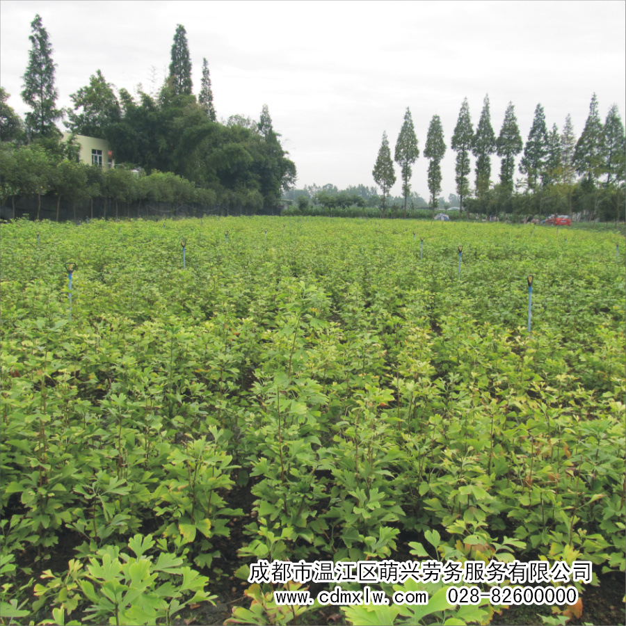 【萌兴花卉】成都批发银杏苗[二年苗] 实生苗 银杏树
