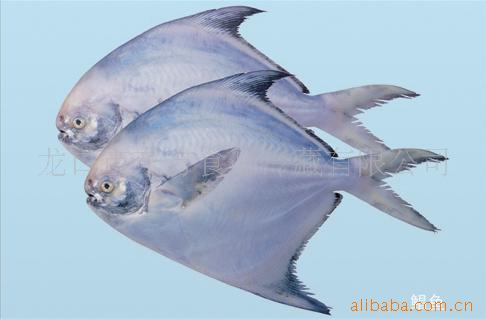 供应冷冻水产品