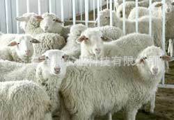 济宁吉康供应各种优质果树绿化苗木淡水养殖种苗成苗 小尾寒羊