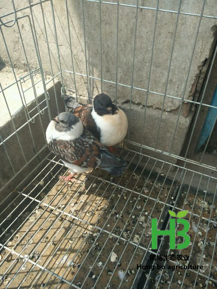 b21c8701a18b87d6a00318180f0828