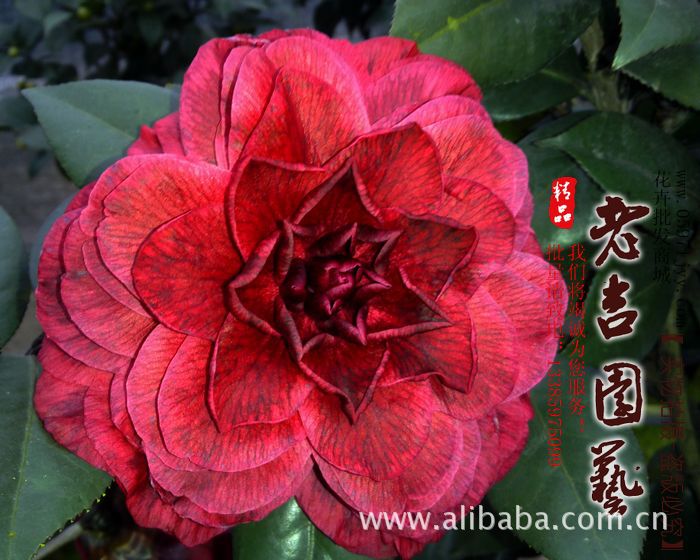 极品茶花 奇异茶花 红叶贝拉 紫叶贝拉  花红复色 扦插苗正品