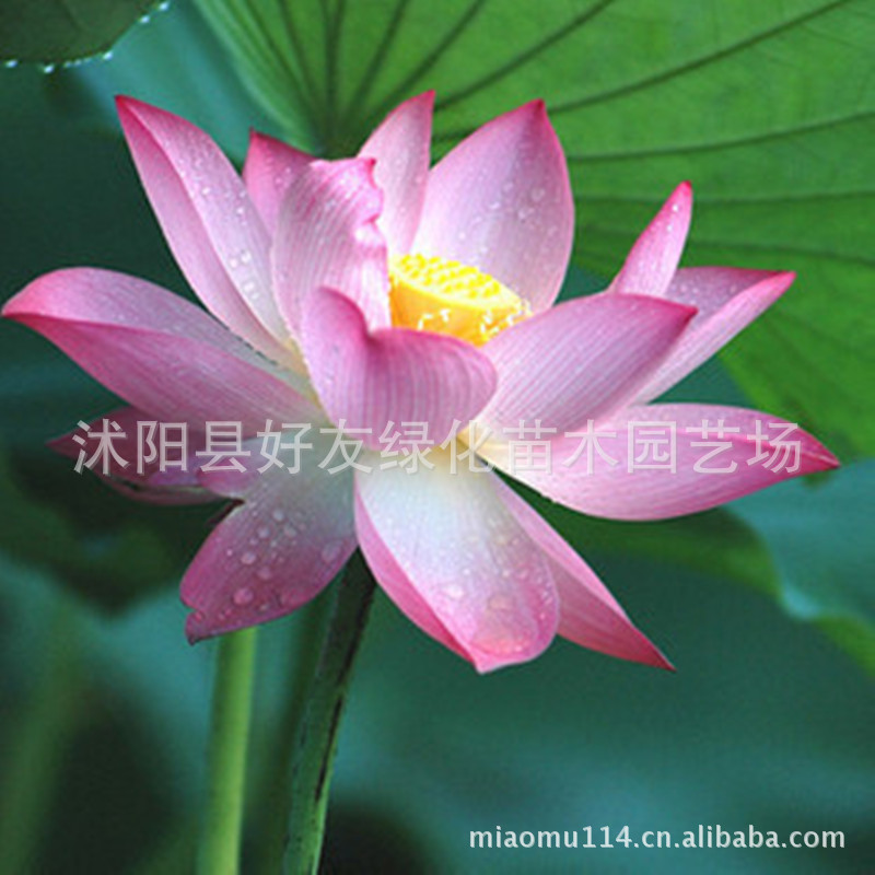 批发供应【点击查看种植过程图解】雪春露 荷花种子 碗莲种子