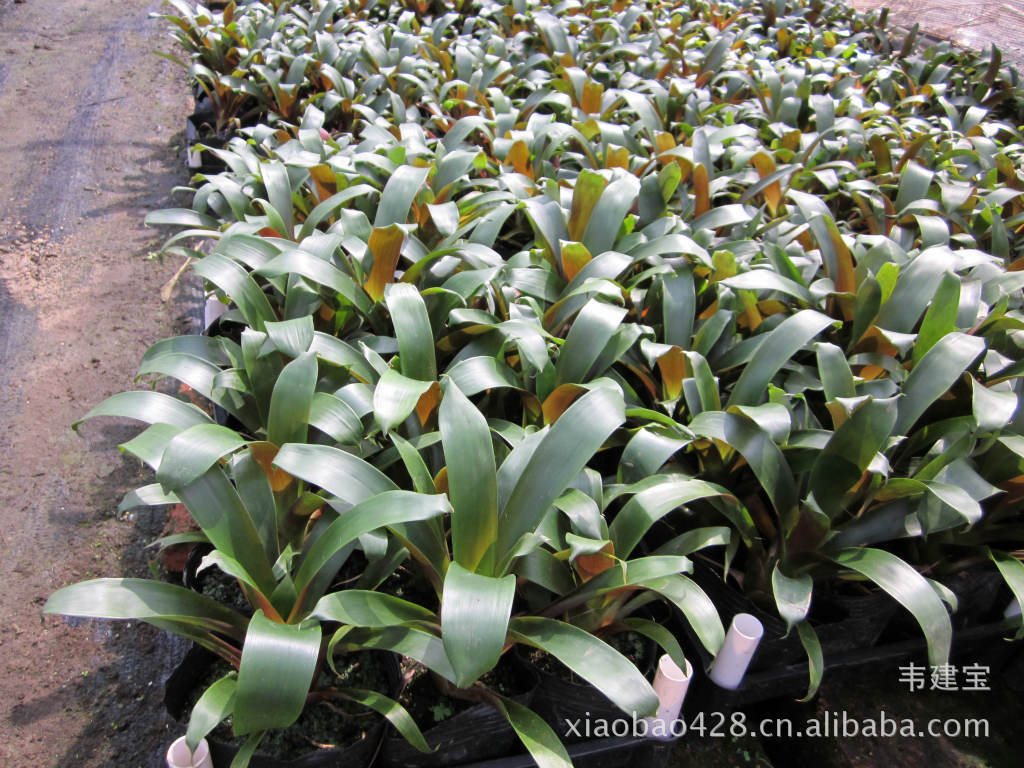 特价花卉种子种苗批发 室内观赏凤梨科牡丹星杯苗3元/杯