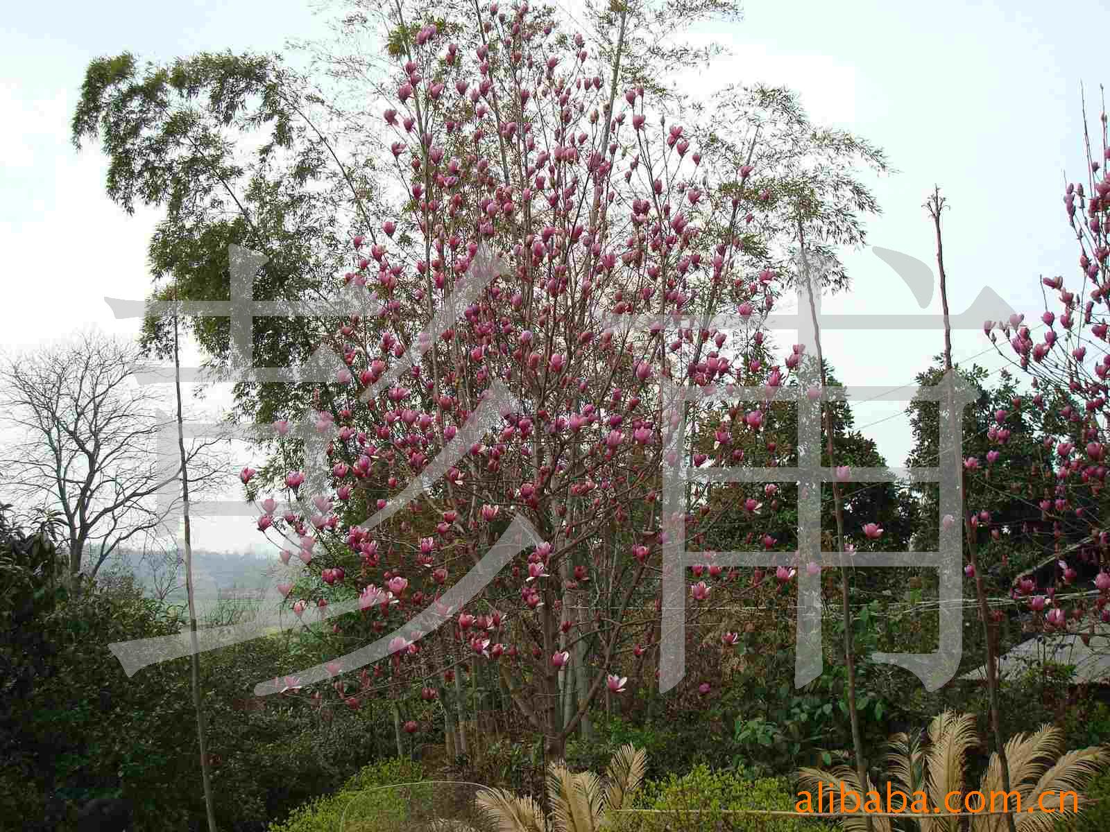 供应绿化苗木、白玉兰，红玉兰,紫玉兰