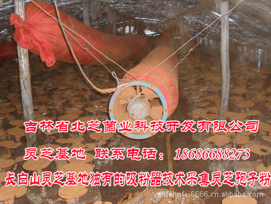 长白山灵芝基地供应 灵芝孢子粉 优质椴木栽培