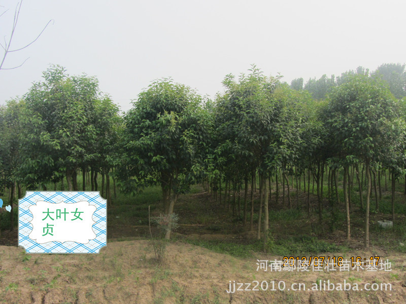 鄢陵佳壮苗木供应优质大叶女贞小苗 大叶女贞树 高杆女贞苗木