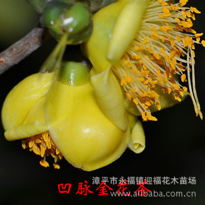 凹脉金花茶 珍稀国宝级植物 盆栽花卉苗木 濒危植物 家居花卉