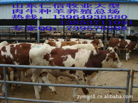 房山肉牛基地=鲁西黄牛养殖成本-农村养牛场