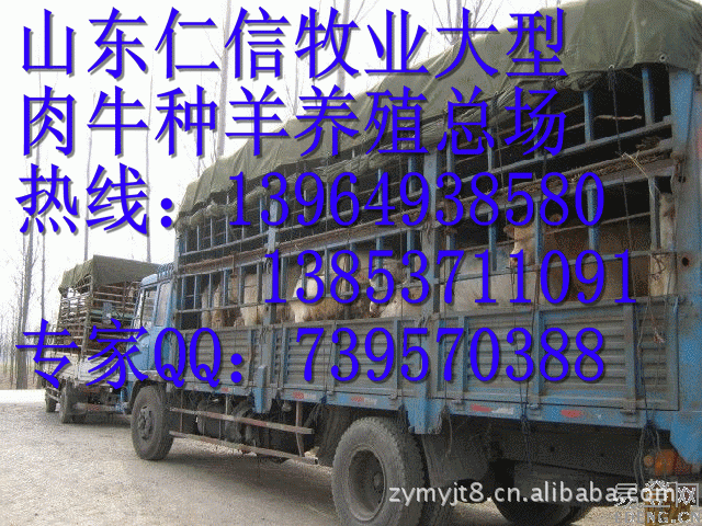 养殖最赚钱的项目-波尔山羊养殖-小尾寒羊养殖-养殖肉牛技术