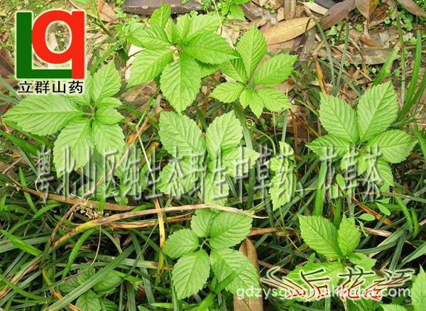 大批量供应野生中草药，中药材，野生绞股蓝