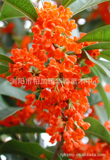 浏阳绿化苗木丹桂 丹桂苗  丹桂桂花 丹桂桂花树 优价格供应