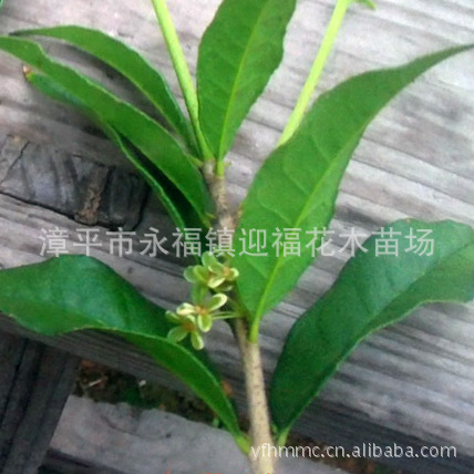 绿玲珑 开绿花的桂花 新品种 珍稀桂花苗木 批发小苗 家居花卉