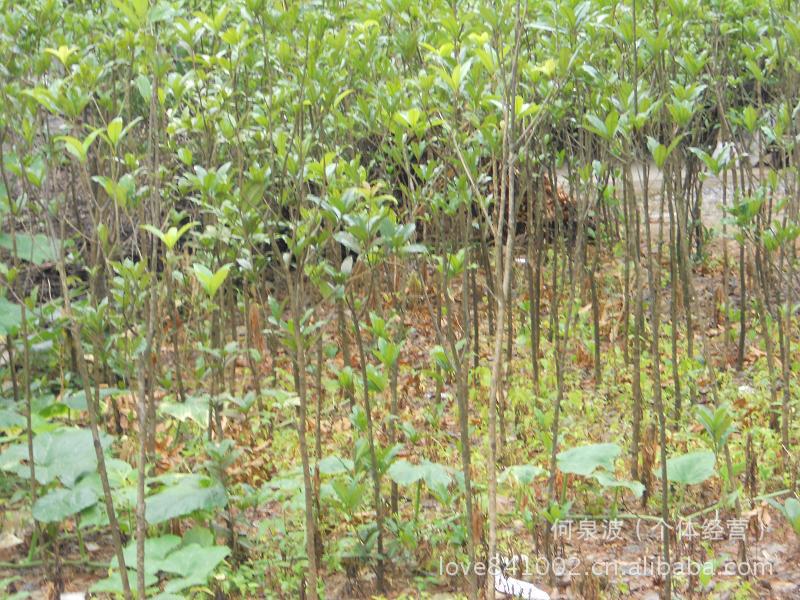 大量供应桂花树，扦插苗木，2-3公分桂花树苗